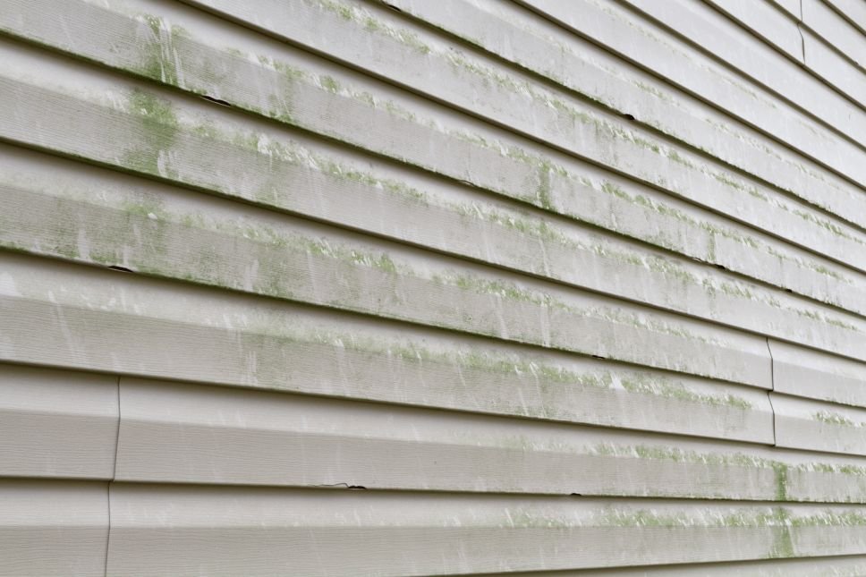 Green mold and algae streaks on an exterior wall